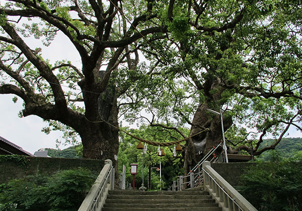 山王神社・楠